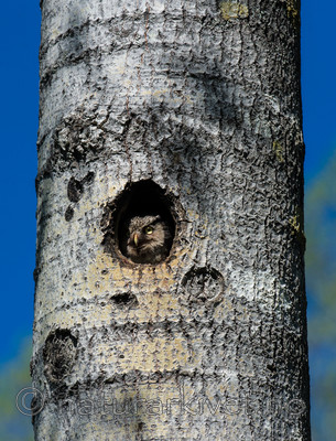 BB 13 0369 / Surnia ulula / Haukugle